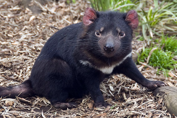 Tasmanian Devil